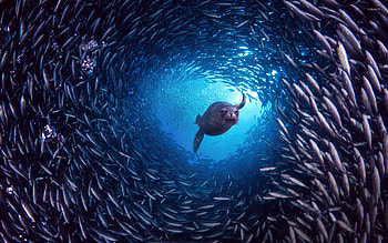 Sardine shoal, Sea Lions HD wallpaper