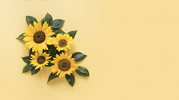 Everlasting Sunflower, Sunflowers HD wallpaper