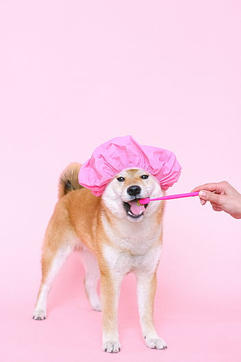 Cute Shiba Inu wearing a pink cap, brushing teeth on a pink background. HD phone wallpaper