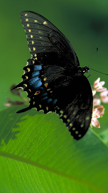 Black Butterfly, Adorable, Aesthetic HD phone wallpaper