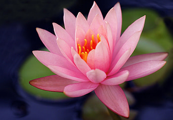 Lily Flower, flowers HD wallpaper