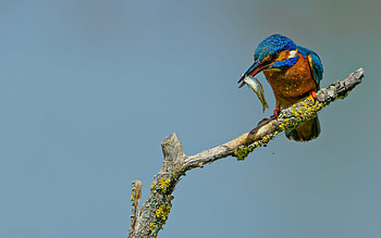 Kingfisher, animal, nature, bird HD wallpaper