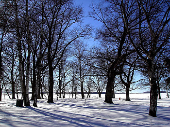 Winter, Nature, Trees, Snow, Silence, Grove HD wallpaper
