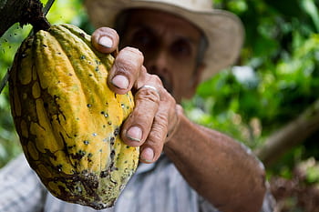 A farmer's hand holding a ripe cacao pod during the harvest season in a lush plantation. HD wallpaper