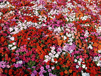 Flowers, Bright, Beauty, Small, Different HD wallpaper