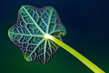 Plant, Macro, Sheet, Leaf, Veins, Stem, Stalk HD wallpaper
