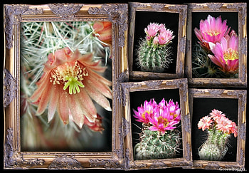 PRETTY CACTI , CACTI, , PLANT, FIVE HD wallpaper