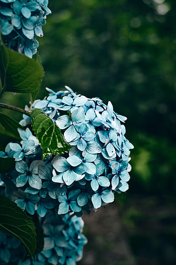 Flowers, Bush, Petals, Hydrangea HD phone wallpaper