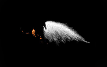 Background Black White Bird : Full : Wallinda | | Pinterest | Angel wings, and HD wallpaper
