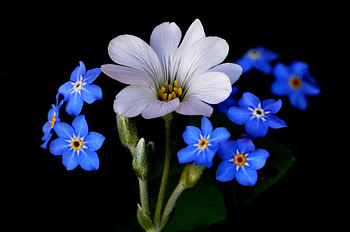 Beautiful flowers, blue, still life, white, flower HD wallpaper