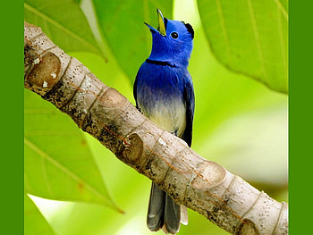 Singing Bird, blue, singing, bird, , cool HD wallpaper