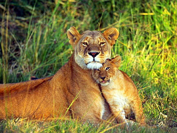 proud mom, africa, proud, mom, nature, wild HD wallpaper