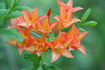 Gardens, flowers, orange HD wallpaper