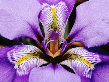 Plants, Flowers, Violet HD wallpaper