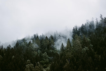 Nature, Trees, Clouds, Forest, Fog HD wallpaper