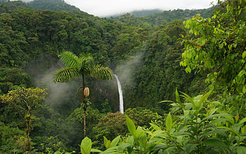 For > Rainforest HD wallpaper