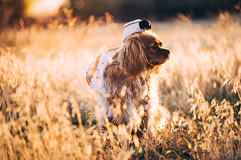 Animals, Grass, Dog, Stroll, Sunlight HD wallpaper