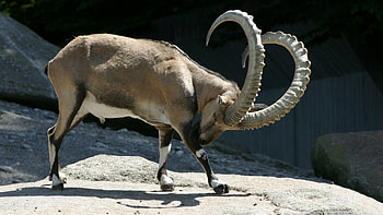 Animals, Horns, Mountain Goat, Reserve HD wallpaper
