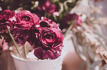 Flowers, Blur, Smooth, Buds HD wallpaper