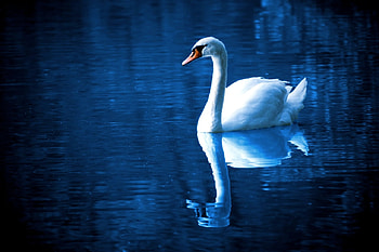 SWIM ALONE, swim, reflection, swan, lonely, lake HD wallpaper