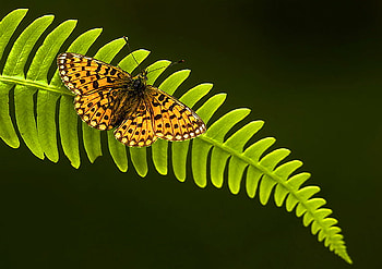 The fern, black background, butterfly, green, brown and black, fern HD wallpaper