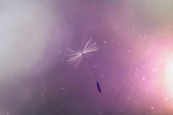 Dandelion Umbrell Flying, dandelion, flowers HD wallpaper