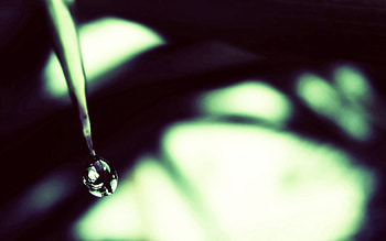 Plant, Macro, Shadow, Drop HD wallpaper