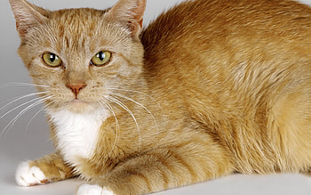 Yellow cat, animal, kitten, cat, feline HD wallpaper