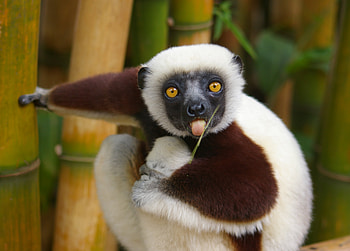 Coquerel's sifaka, Lemurs HD wallpaper