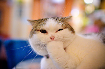 Animals, Cat, Muzzle, Nice, Sweetheart, Emotions, Paw HD wallpaper