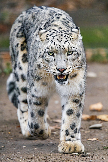 Animals, Snow Leopard, Predator, Big Cat, Paws HD phone wallpaper