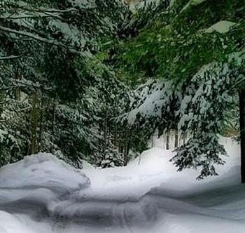 winter forest, winter, nature, forest, snow HD wallpaper