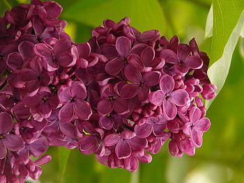 THE SCENT OF SPRING, scent, perfume, lovely, pretty HD wallpaper