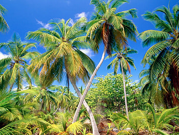 Palms, nature HD wallpaper