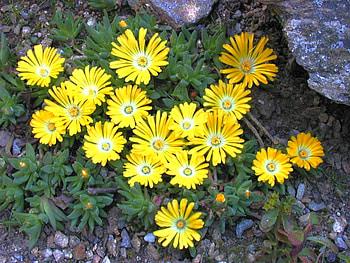 Yellow Flowers, cool, flowers, , yellow HD wallpaper