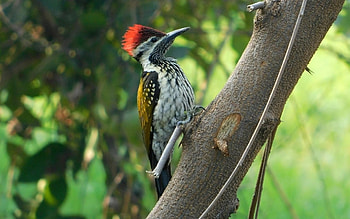 Pileated Woodpecker, woodpecker, pileated, bird, tree HD wallpaper