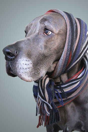 Great Dane, Gracie the Dane, Animal quotes, Gentle giant HD phone wallpaper