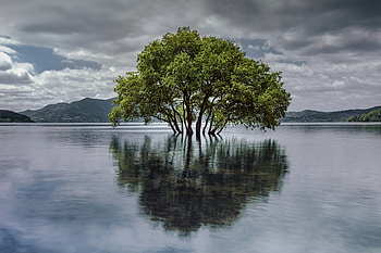 Tree stands in the water, the, in, stands, Tree, water HD wallpaper