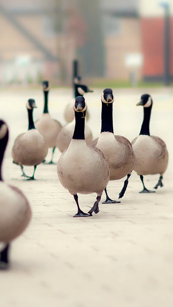 Walking goose, Birds in motion, , Sony Xperia HD phone wallpaper