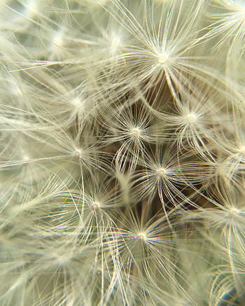 Plant, Macro, Fluff, Fuzz HD phone wallpaper
