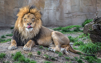 Animals, Grass, To Lie Down, Lie, Lion, Predator, Lick Your Lips, Licking HD wallpaper