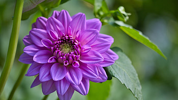 Dahlia, nature, macro, flower HD wallpaper