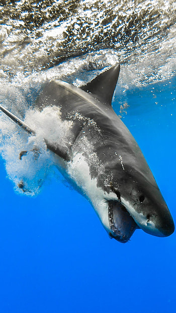 Shark, Dangerous, FIsh HD phone wallpaper