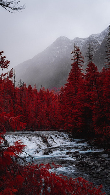 Red Aesthetic, Red Trees HD phone wallpaper