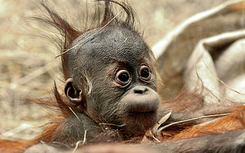 Bad Hair Day, cute, monkey, day, animals HD wallpaper