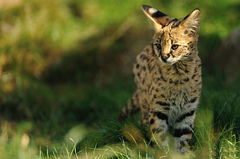 *** SERVAL***, grass, color, serval, green HD wallpaper