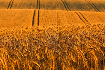 Nature, Road, Field, Ears, Dahl, Distance, Spikes HD wallpaper