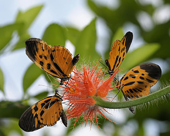 Having a Get Together, black, stem, orange, butterflies, leaves, animals, flower, green, nature, sky HD wallpaper