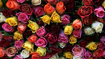 Roses, flowers, amazing, happy colors HD wallpaper