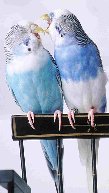 Love Birds, Blue Love Birds, blue, love, birds HD phone wallpaper